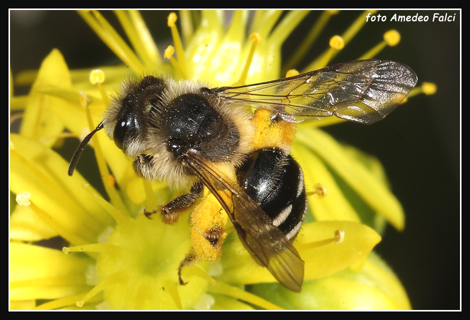 Andrena flavipes e Halictus sp.